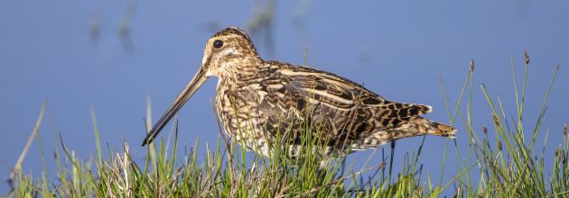 Bekassine Neeracherried