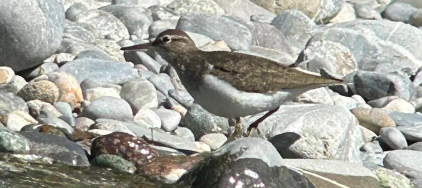 Flussuferläufer 26.4.26