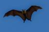 Fledermaus